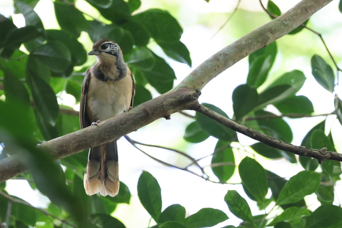 Greater Necklaced Laughingthrush - ML632428772