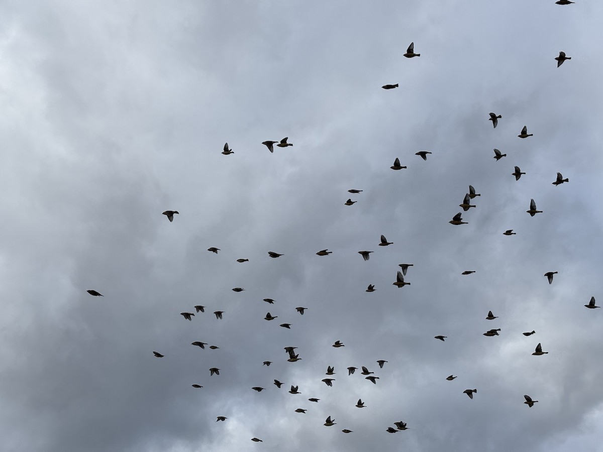 Cedar Waxwing - ML632428928