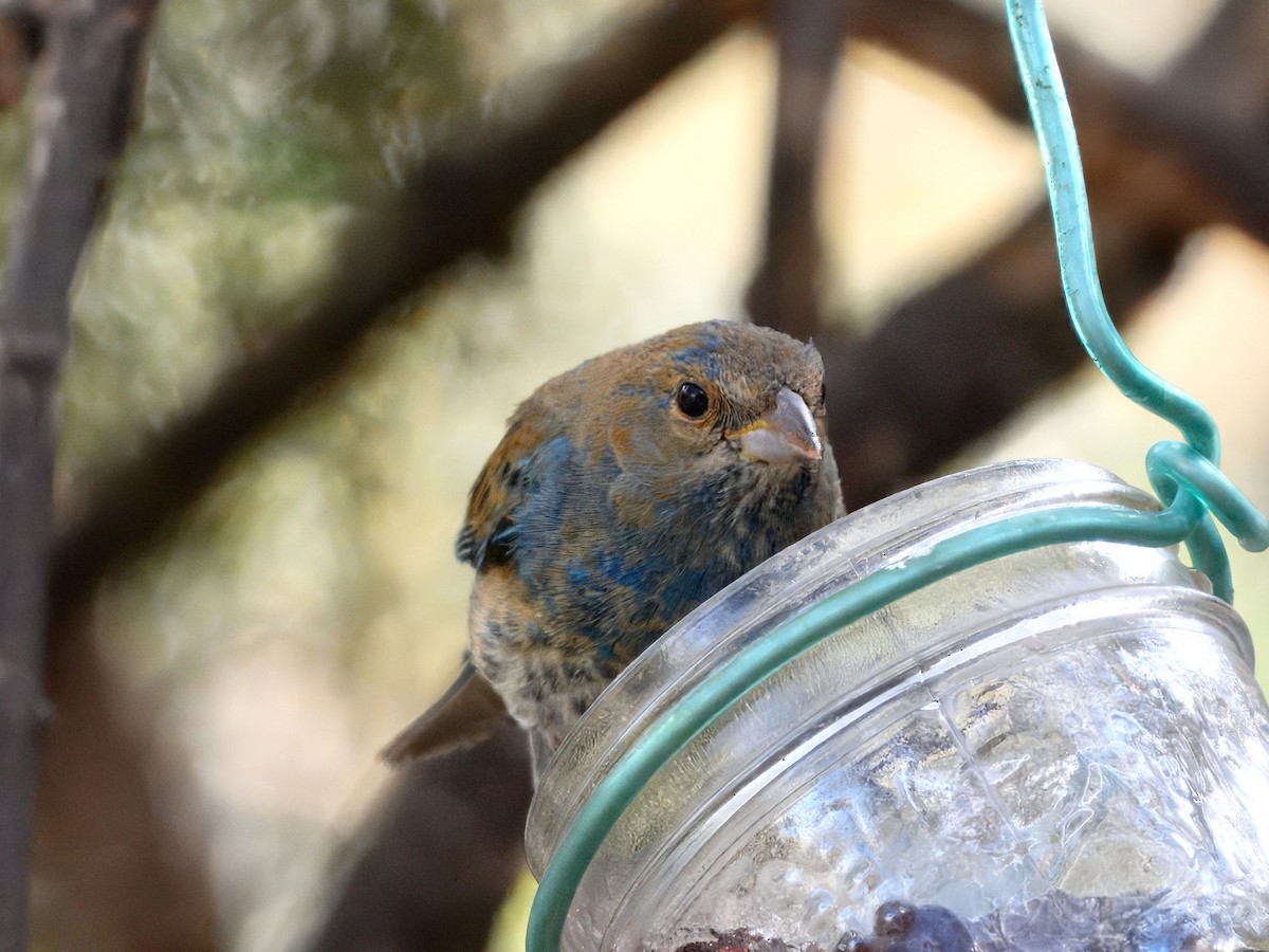 Lazuli Bunting - ML632428963