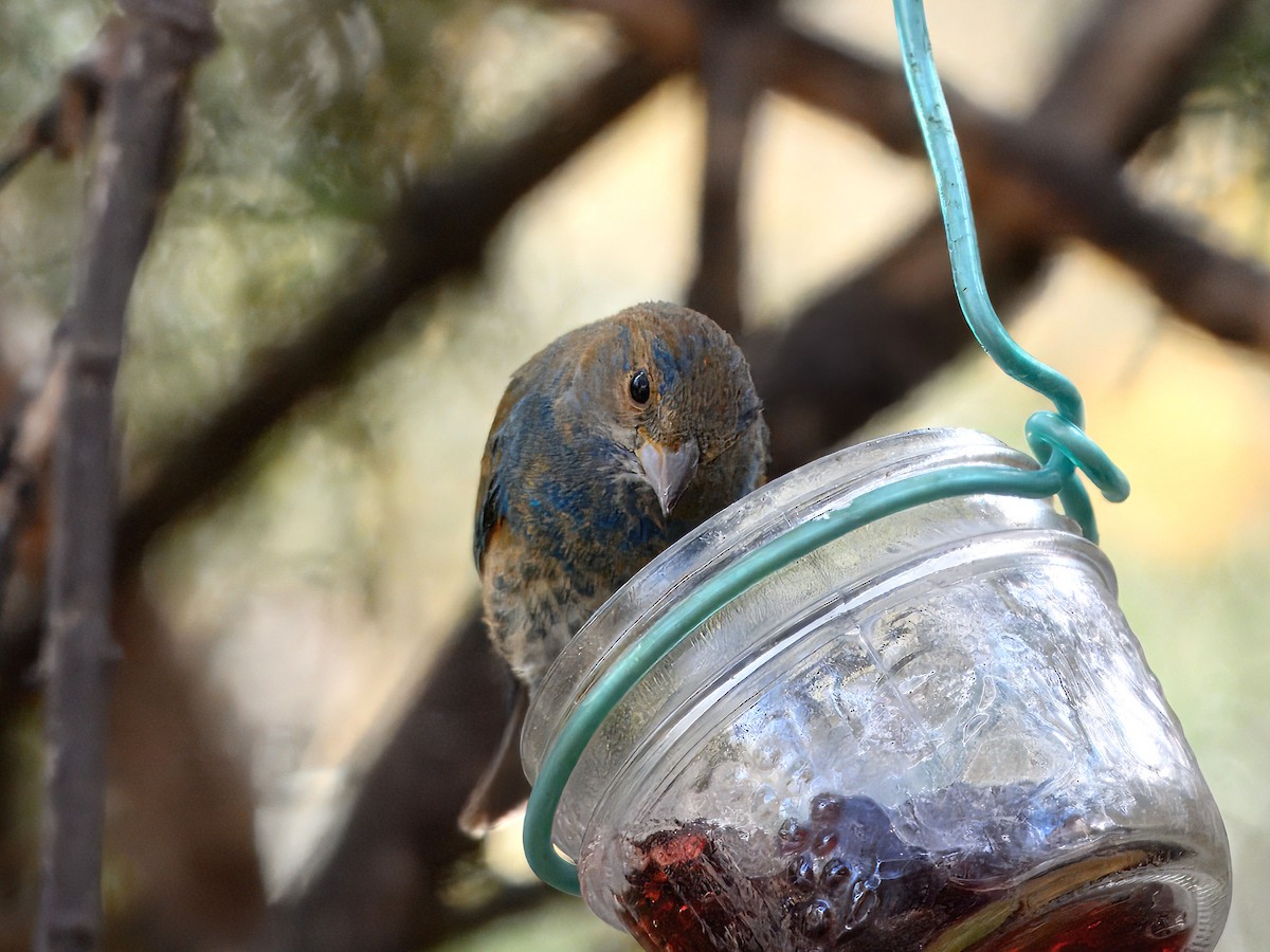 Lazuli Bunting - ML632428964