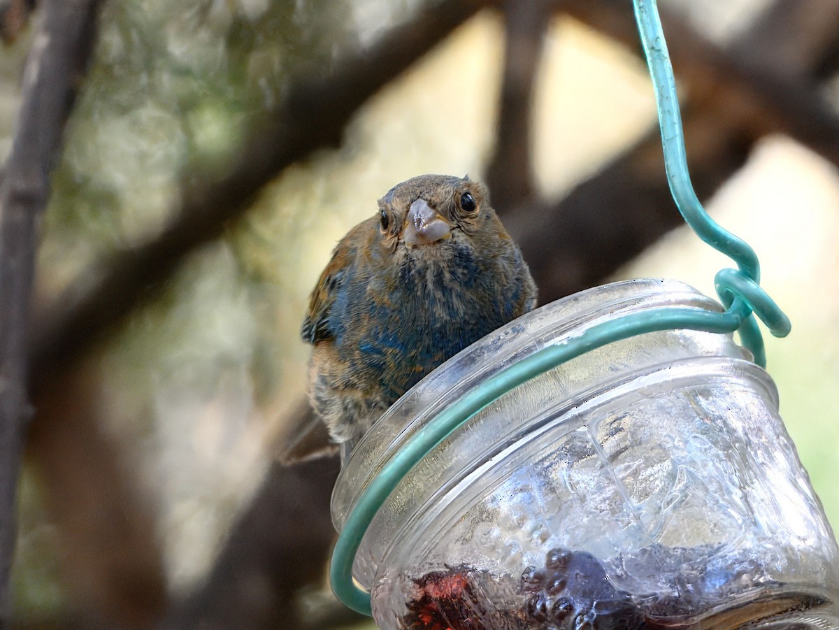 Lazuli Bunting - ML632428965