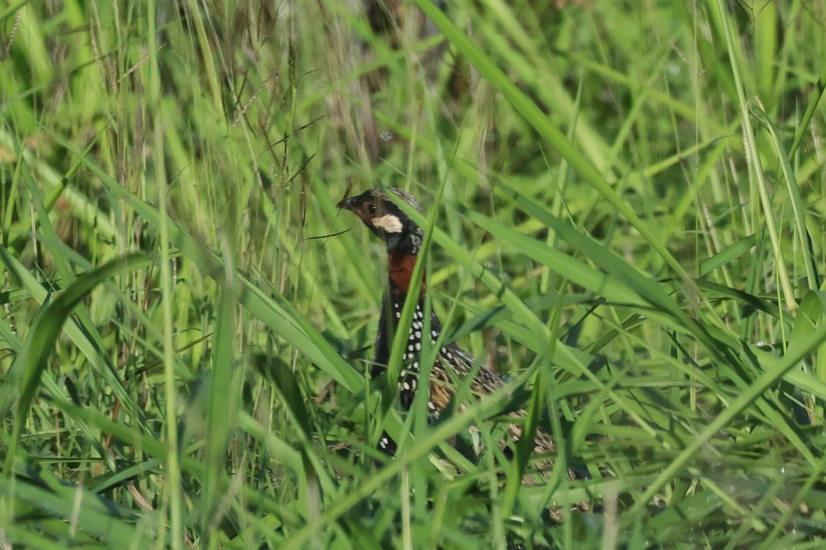 Black Francolin (Eastern) - ML632429102