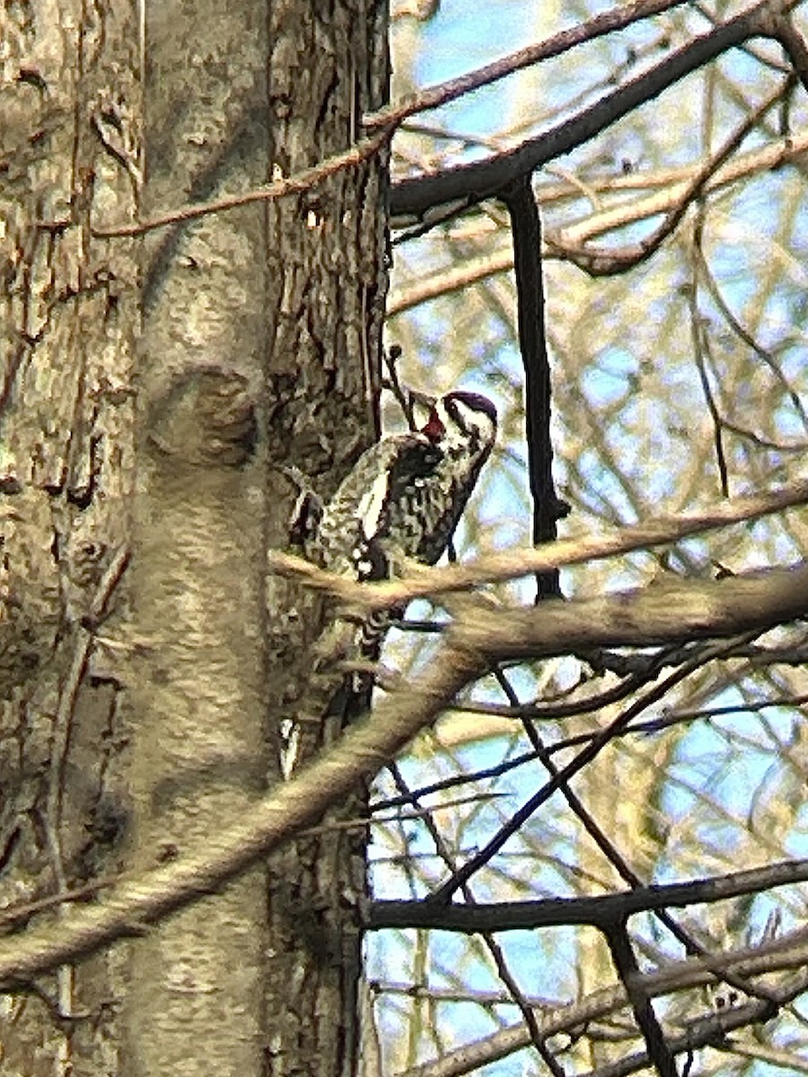 Yellow-bellied Sapsucker - ML632429121
