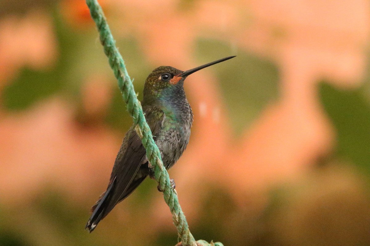 Colibri de Bouguer - ML632429246
