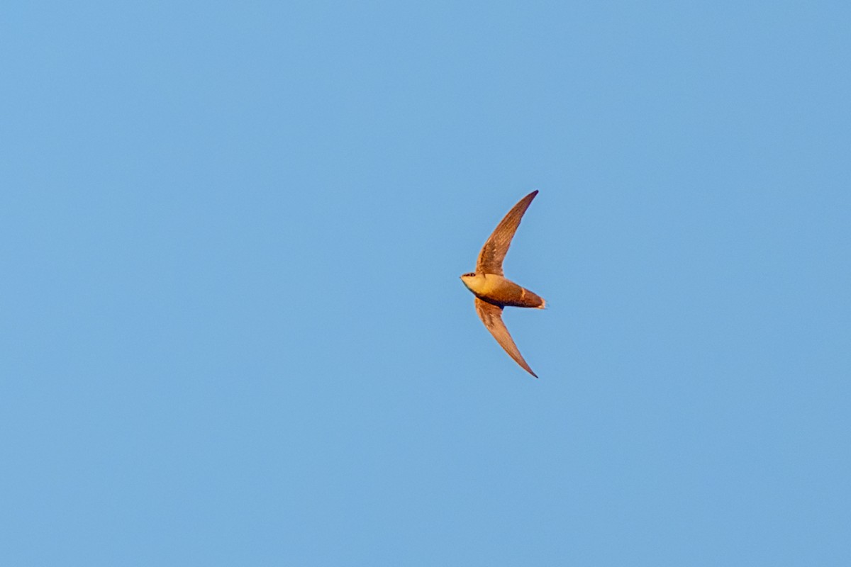 Chimney Swift - ML632429518
