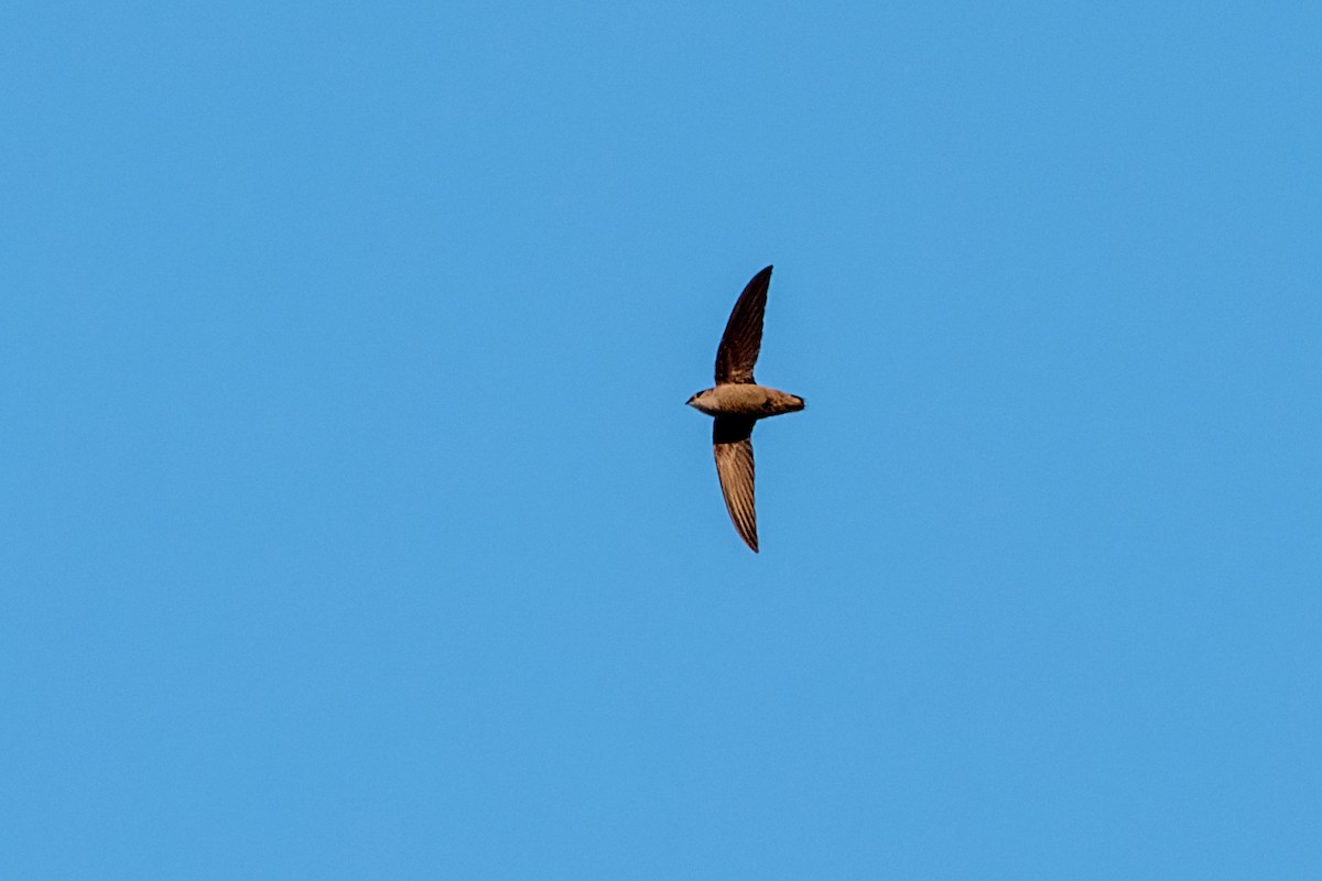 Chimney Swift - ML632429519