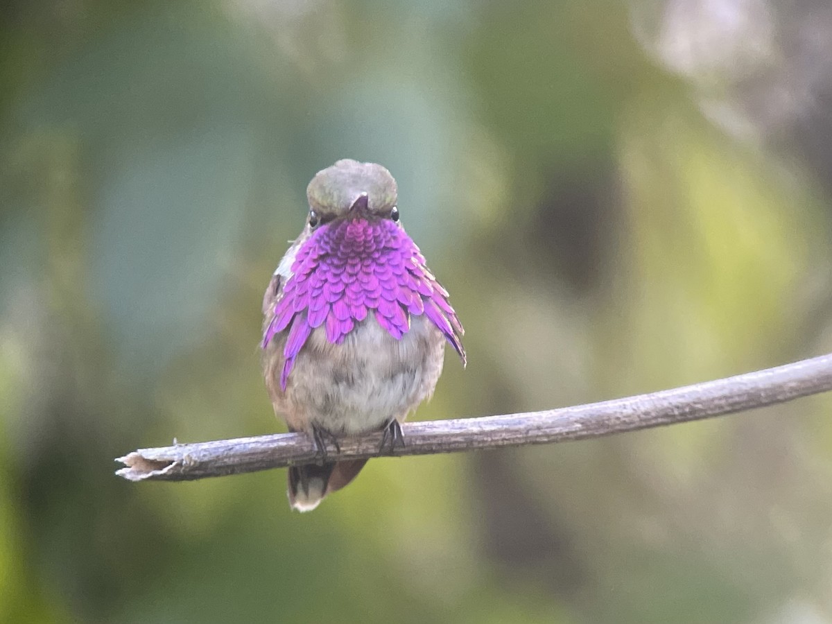 Wine-throated Hummingbird - ML632429633