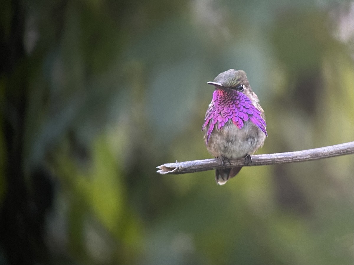 Wine-throated Hummingbird - ML632429656