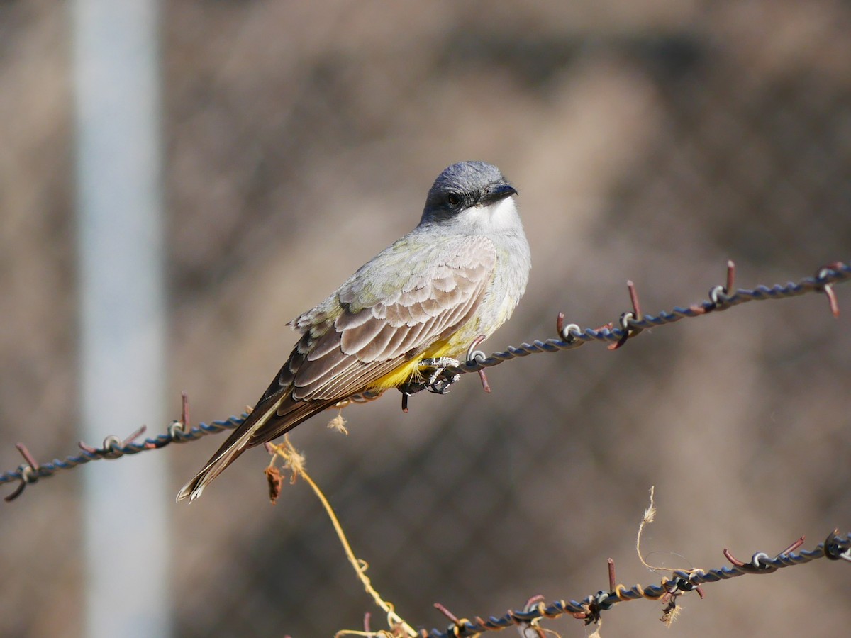 Cassin's Kingbird - ML632429717