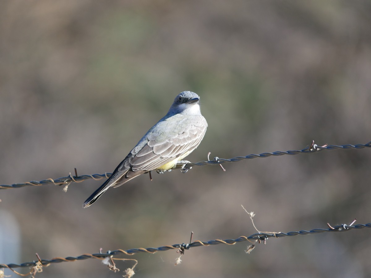 Cassin's Kingbird - ML632429720