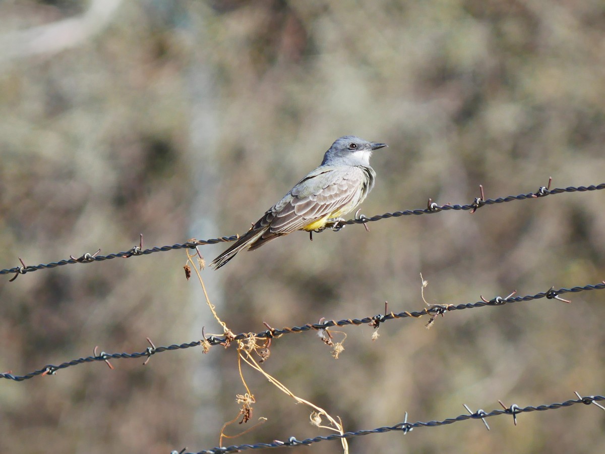 Cassin's Kingbird - ML632429721