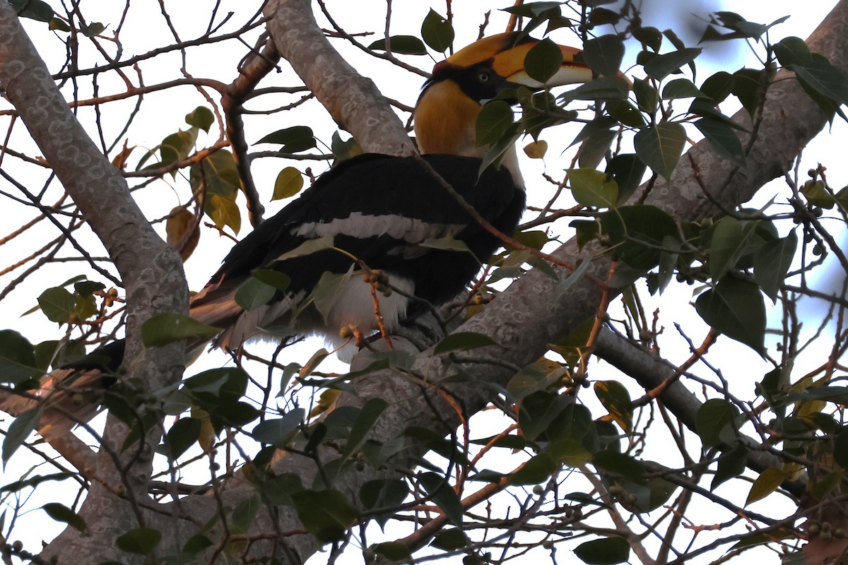 Great Hornbill - ML632430001