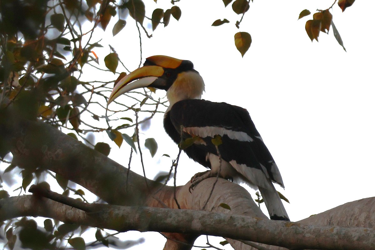 Great Hornbill - ML632430002