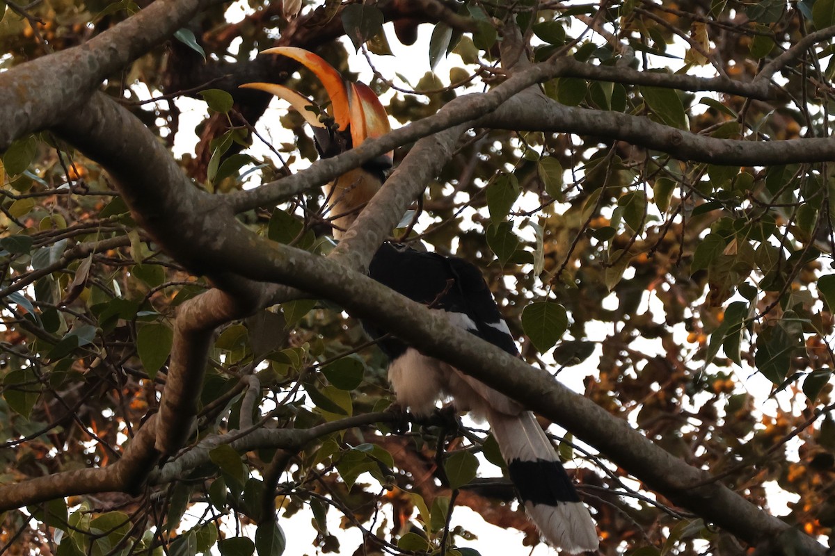 Great Hornbill - ML632430003