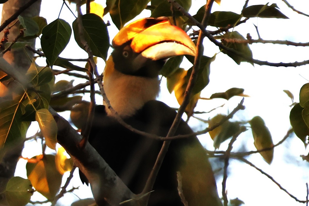 Great Hornbill - ML632430005