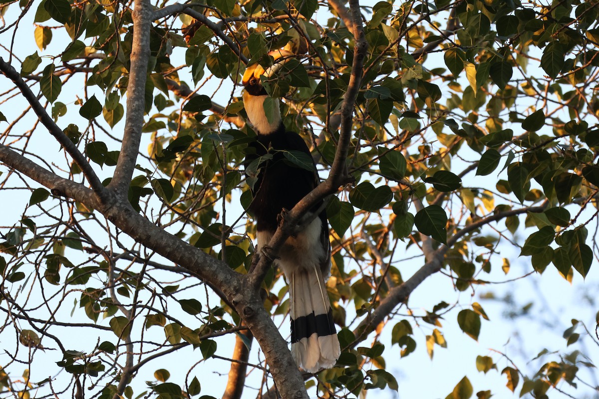 Great Hornbill - ML632430008