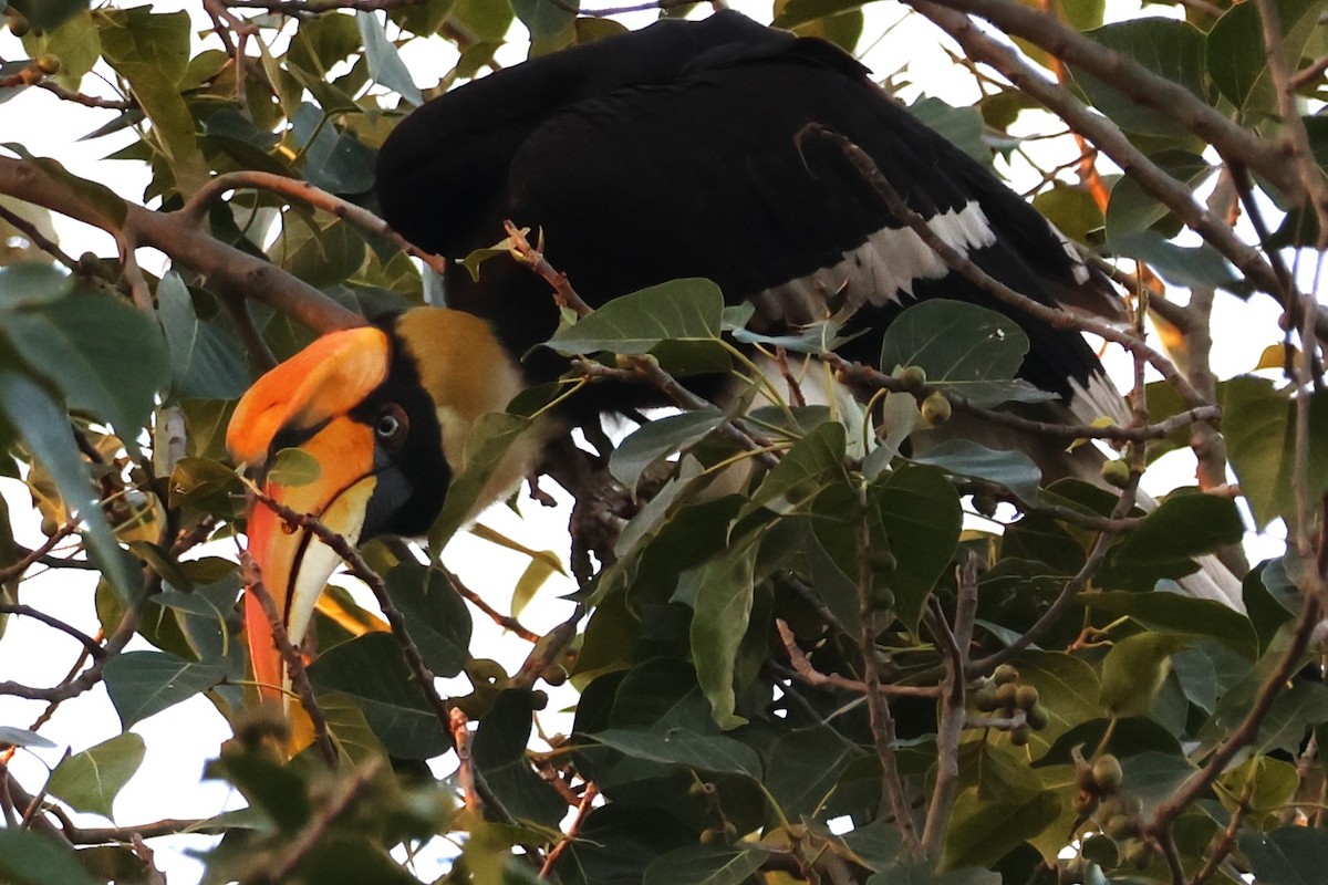 Great Hornbill - ML632430039