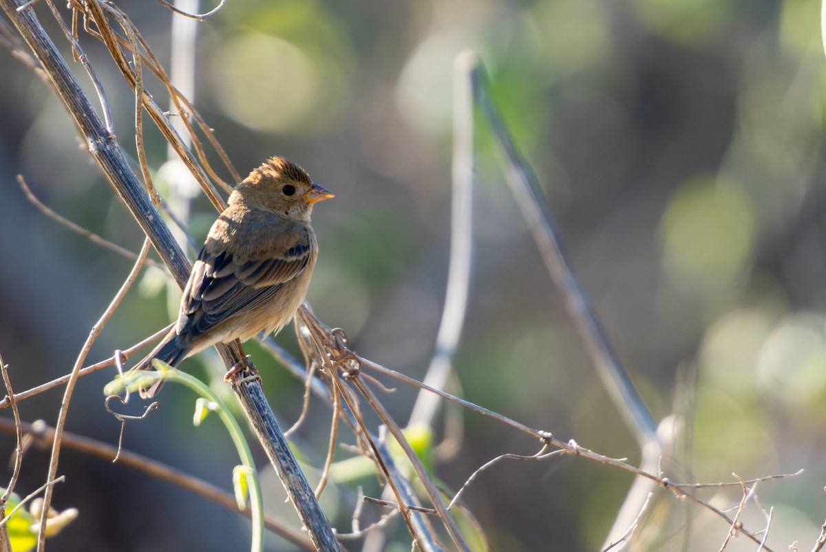 Indigo Bunting - ML632430105