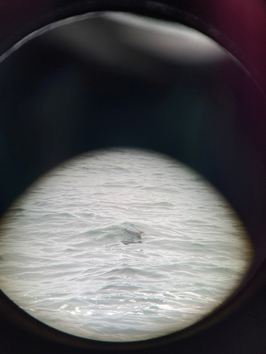 コビトペンギン - ML632430203