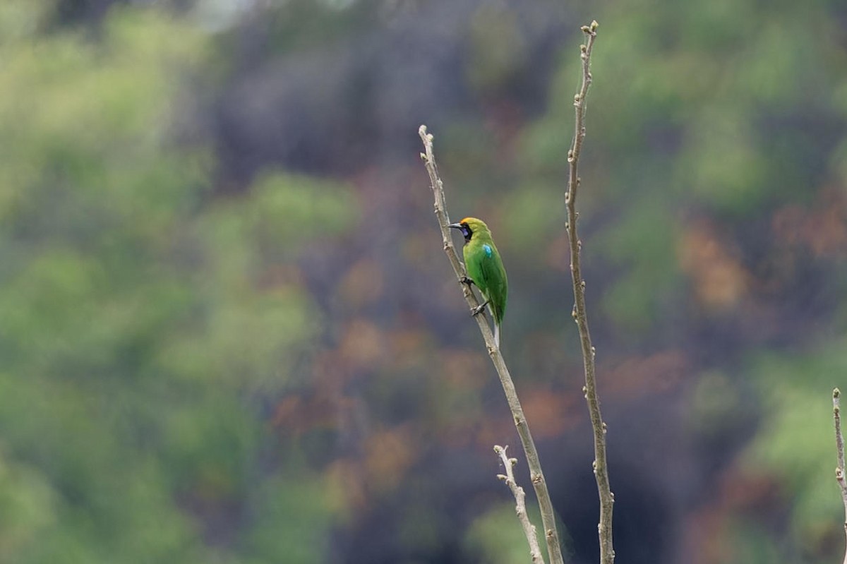 Golden-fronted Leafbird - ML632430383
