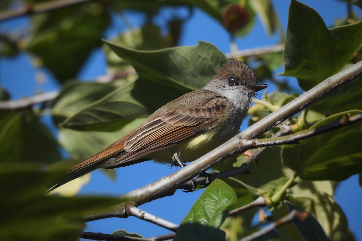 Dusky-capped Flycatcher - ML632430387