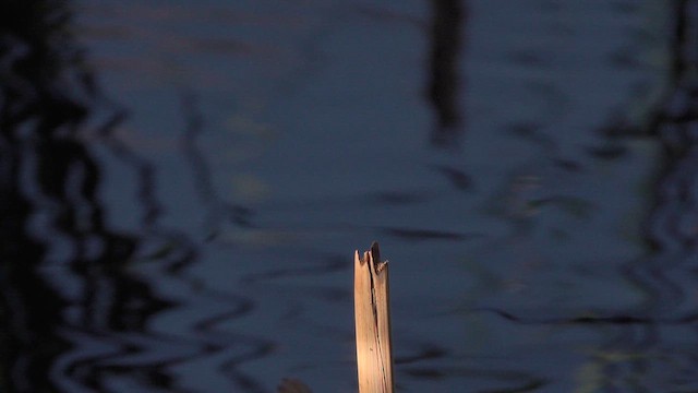 Vermilion Flycatcher - ML632430417