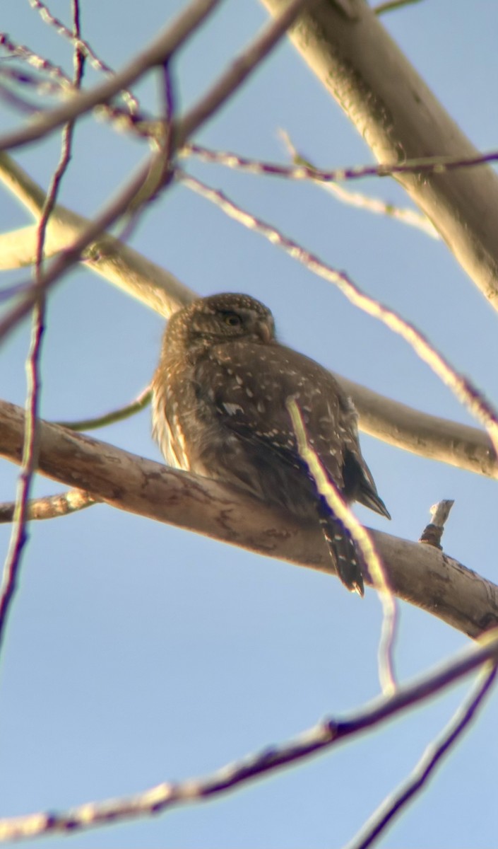Northern Pygmy-Owl - ML632430734
