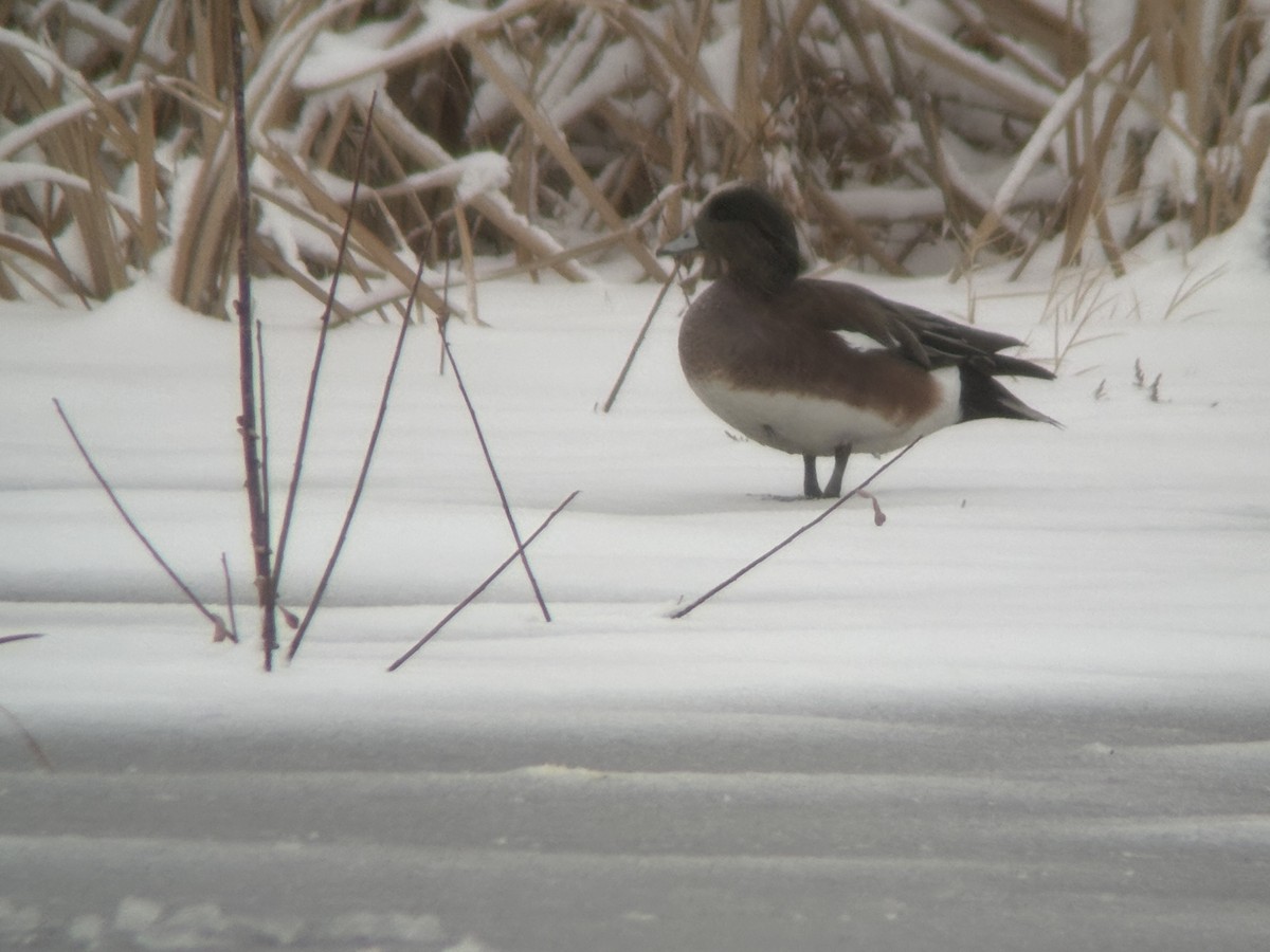 American Wigeon - ML632430774