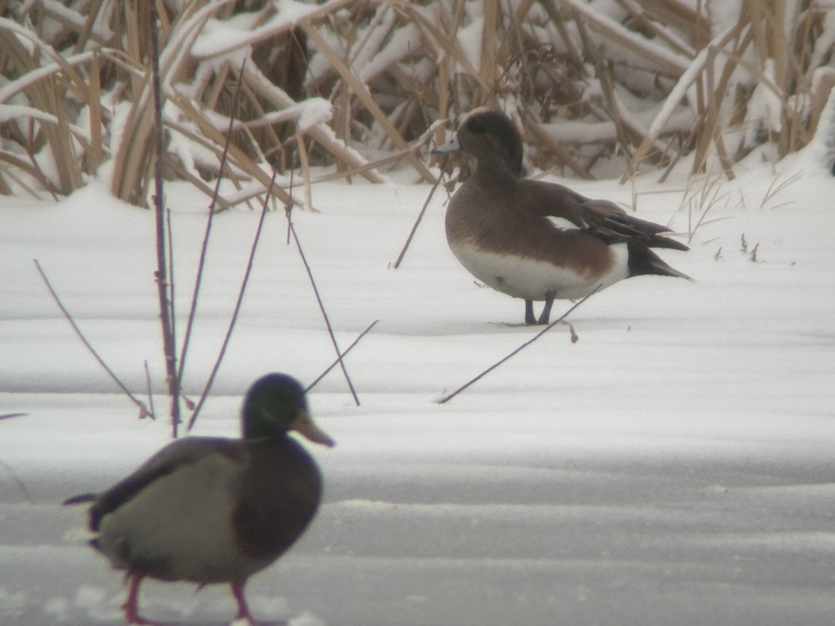 American Wigeon - ML632430775