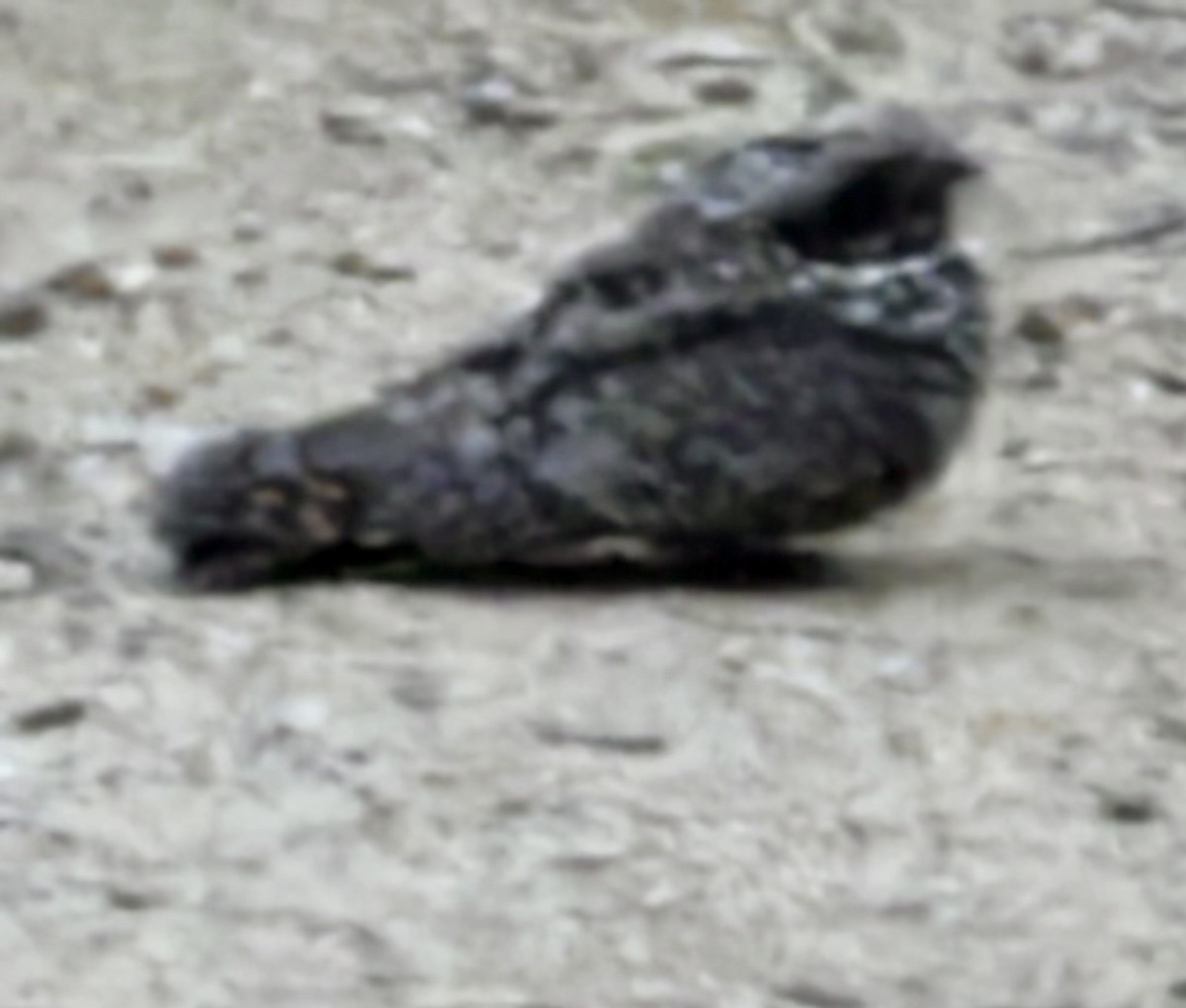 Common Poorwill - ML632430946