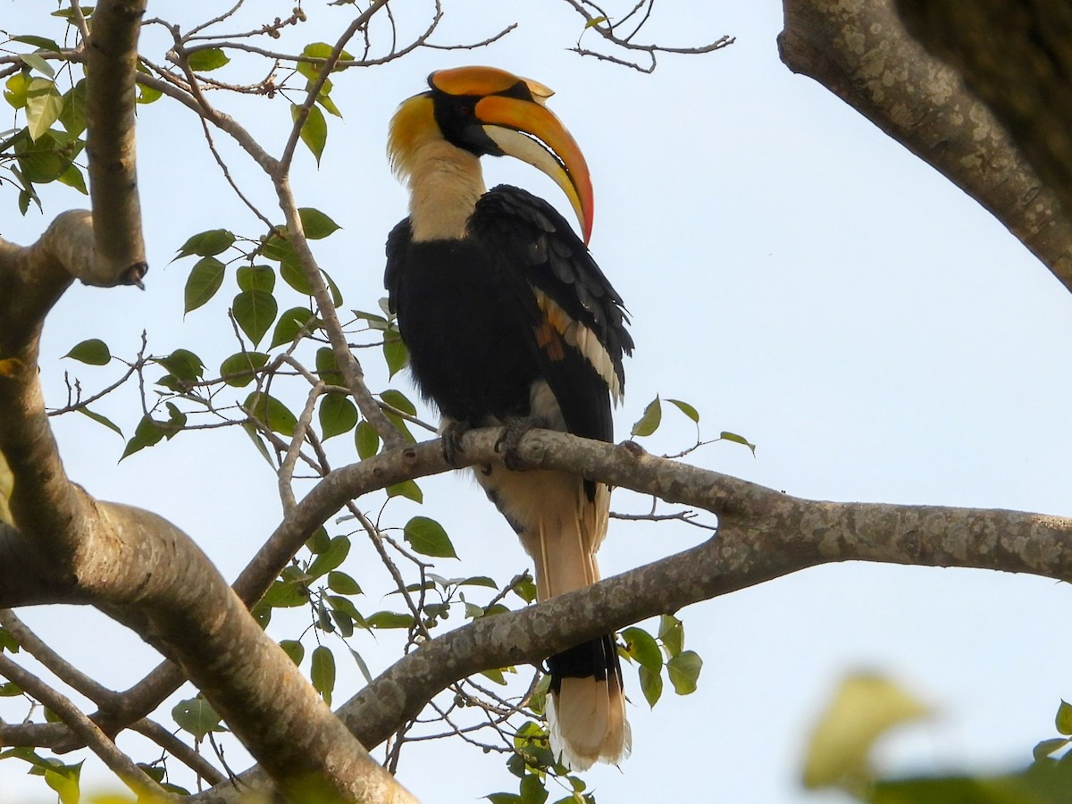 Great Hornbill - ML632430965