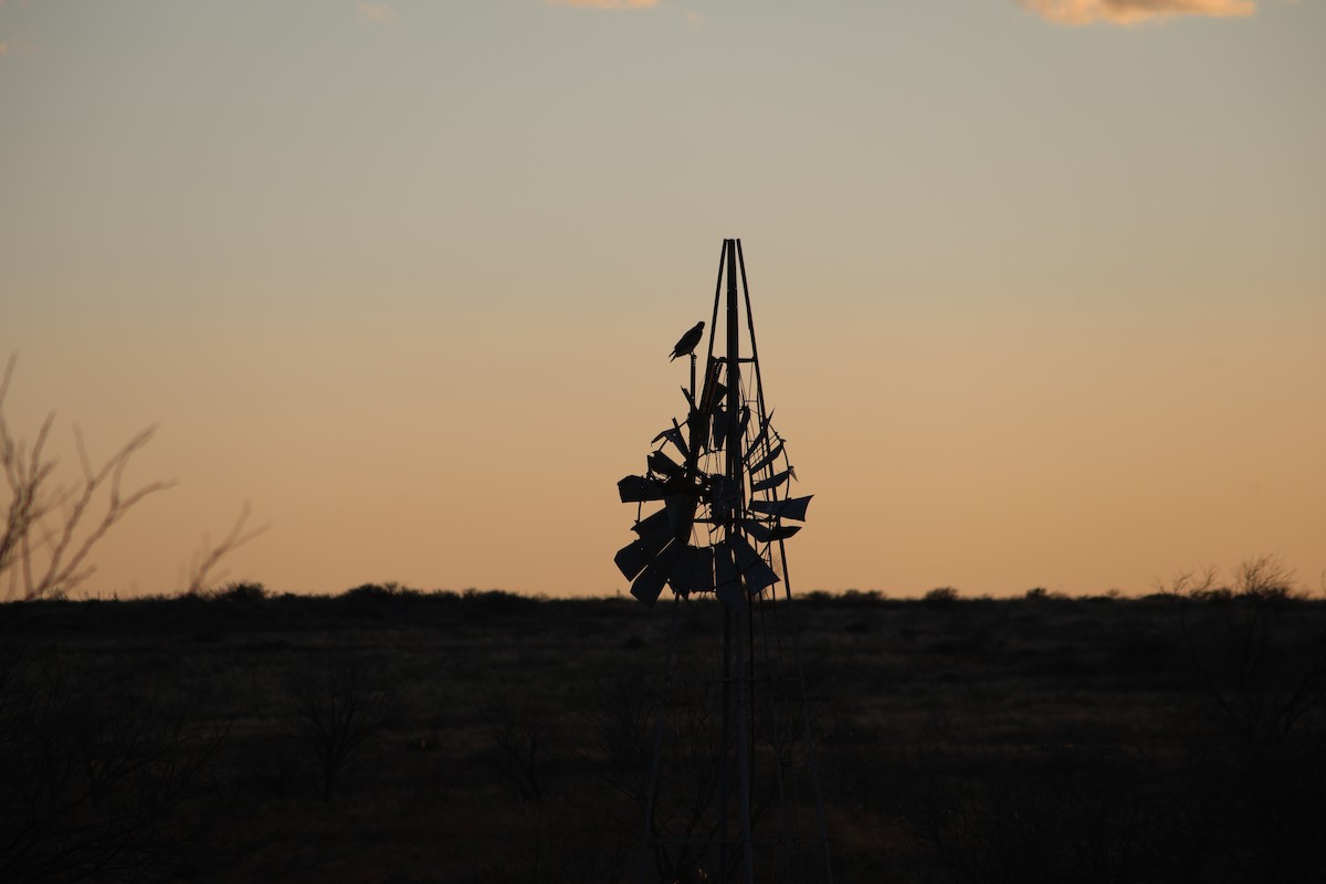 Red-tailed Hawk - ML632431116