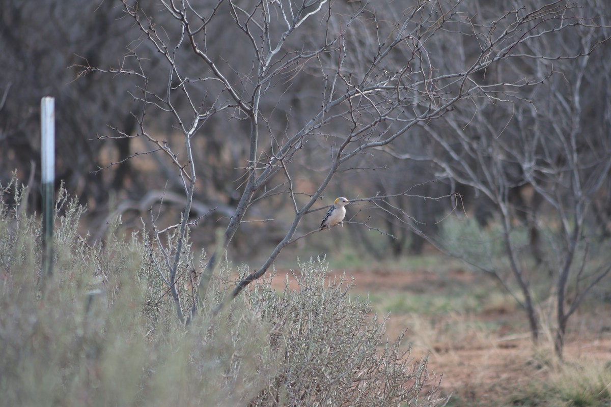 Golden-fronted Woodpecker - ML632431118