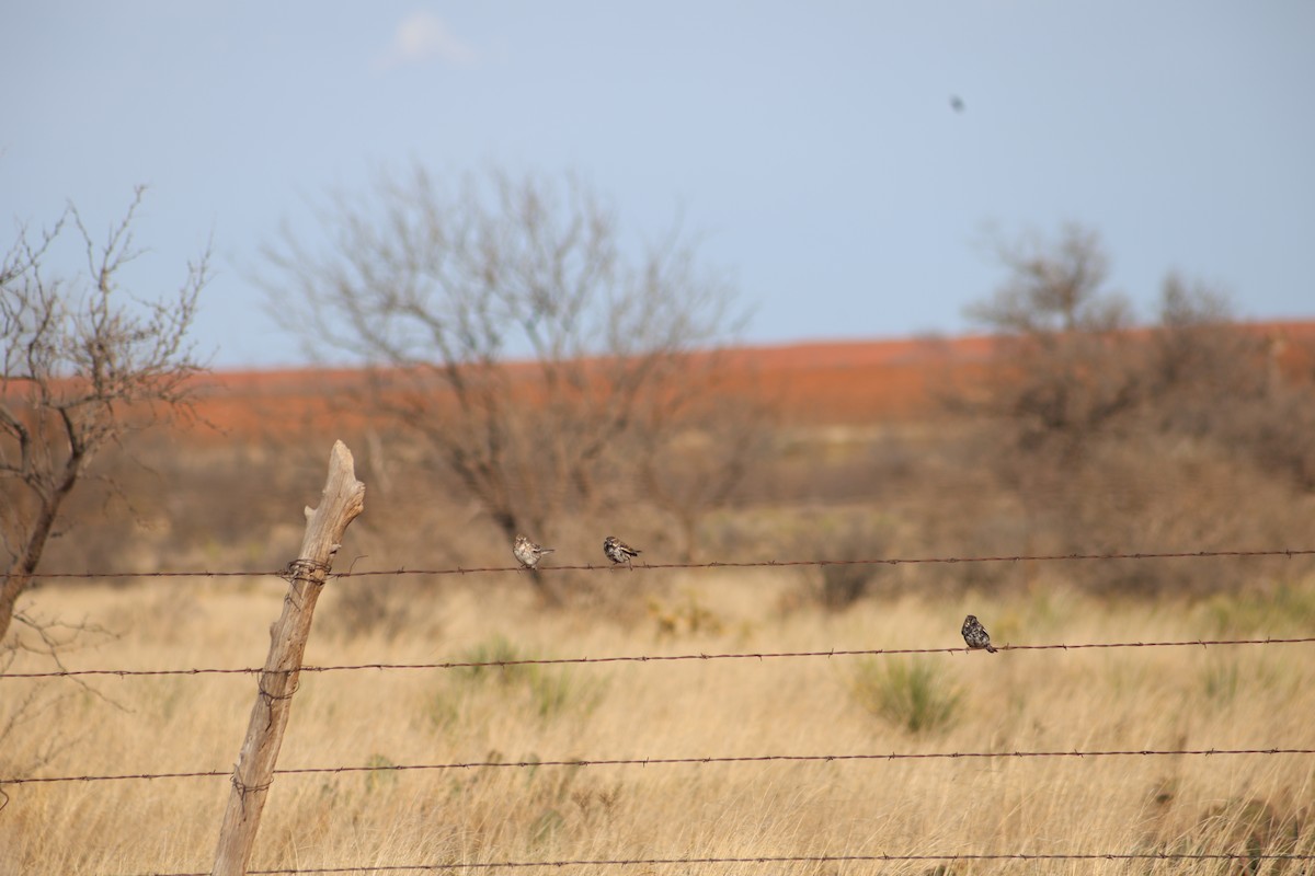 Lark Bunting - ML632431127