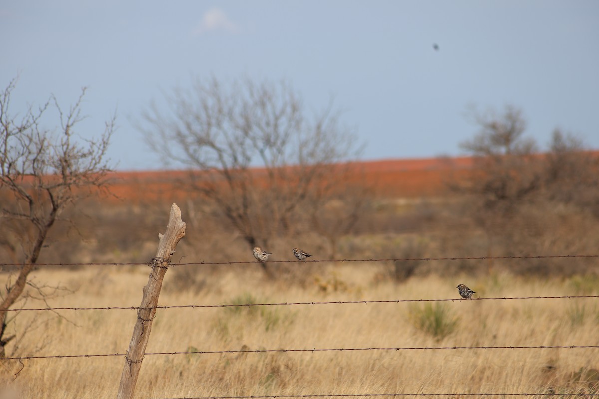 Lark Bunting - ML632431128