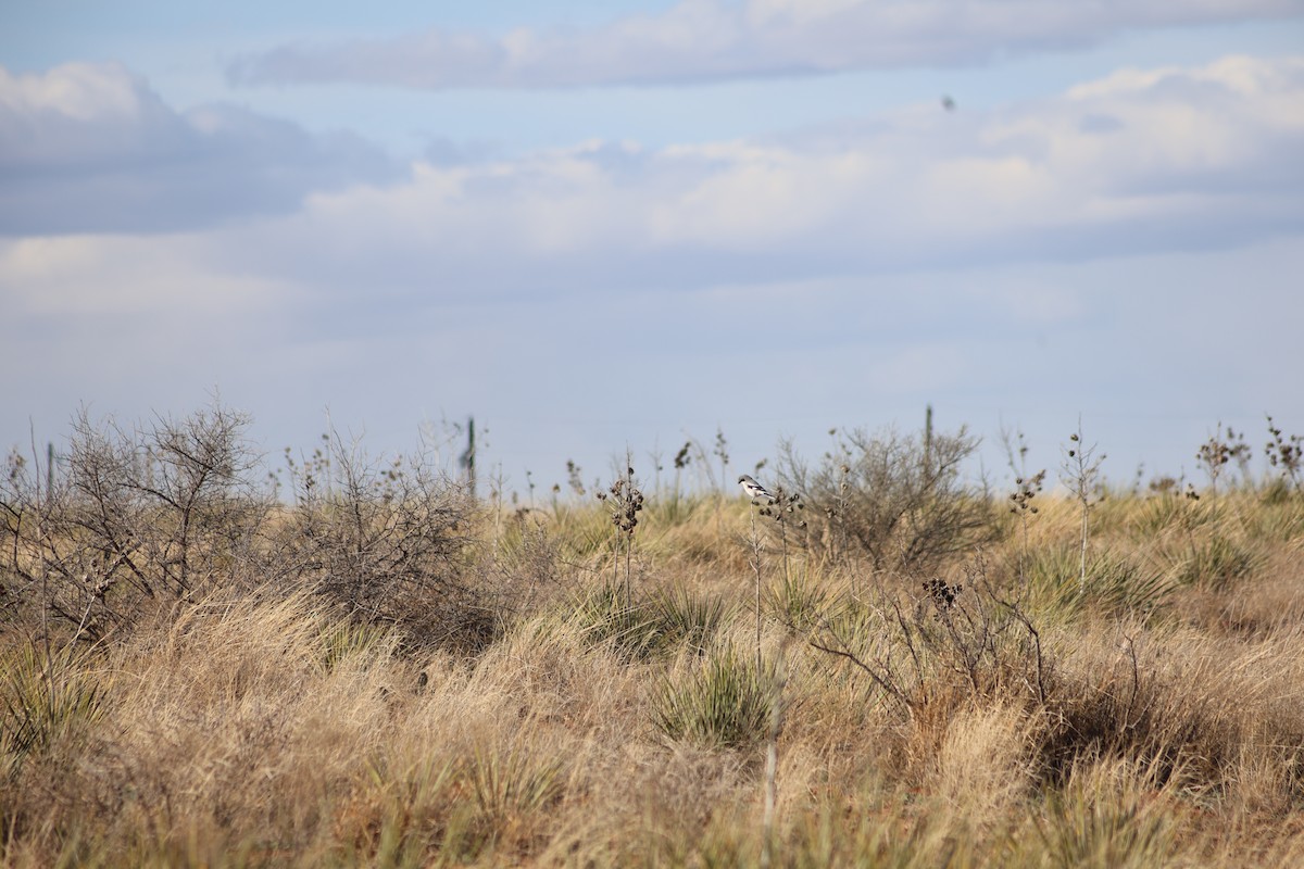 Loggerhead Shrike - ML632431129