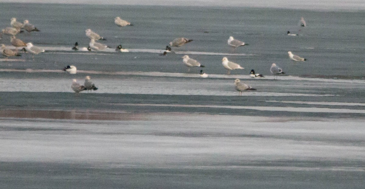 Iceland Gull (kumlieni/glaucoides) - ML632431197