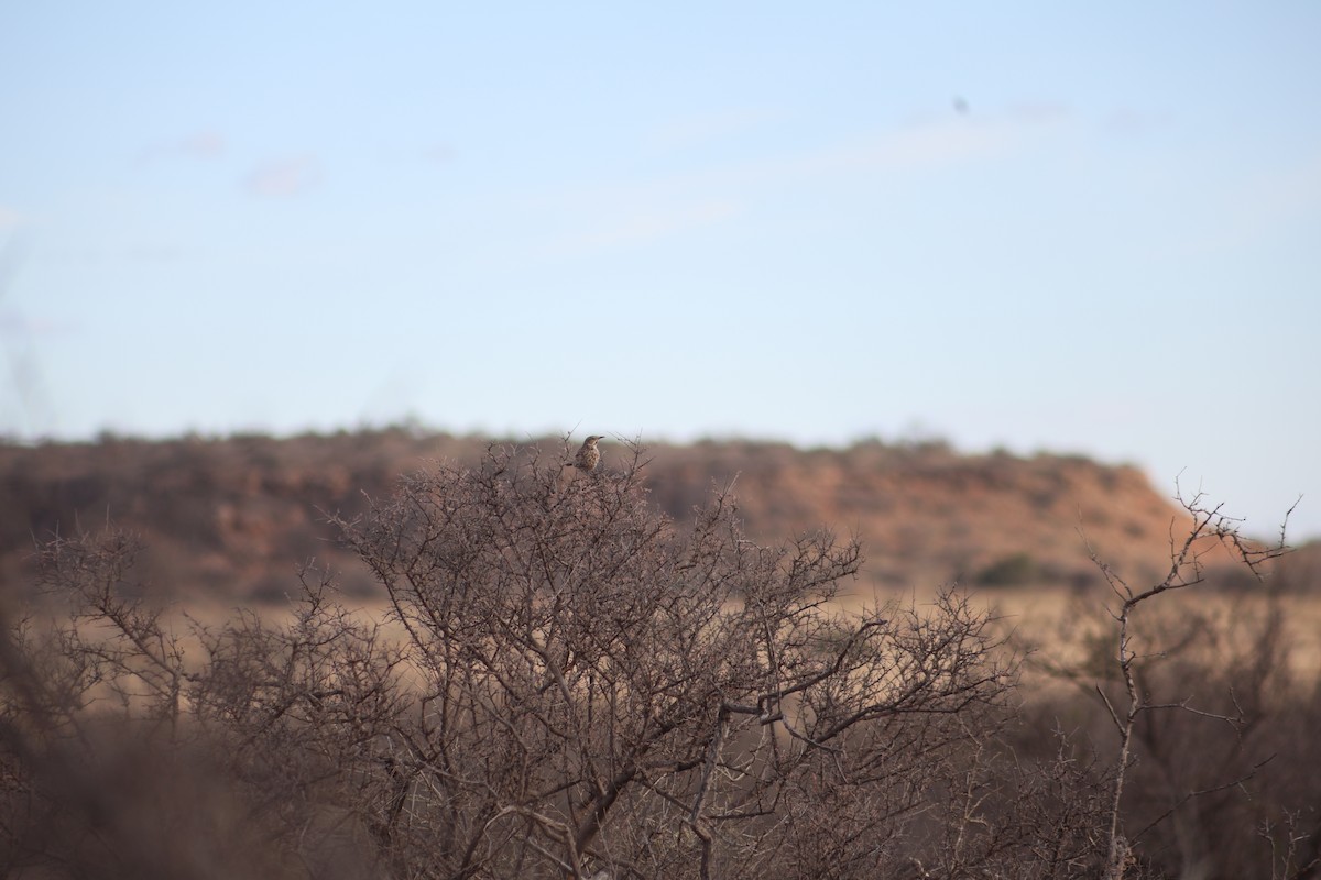Brown Thrasher - ML632431205