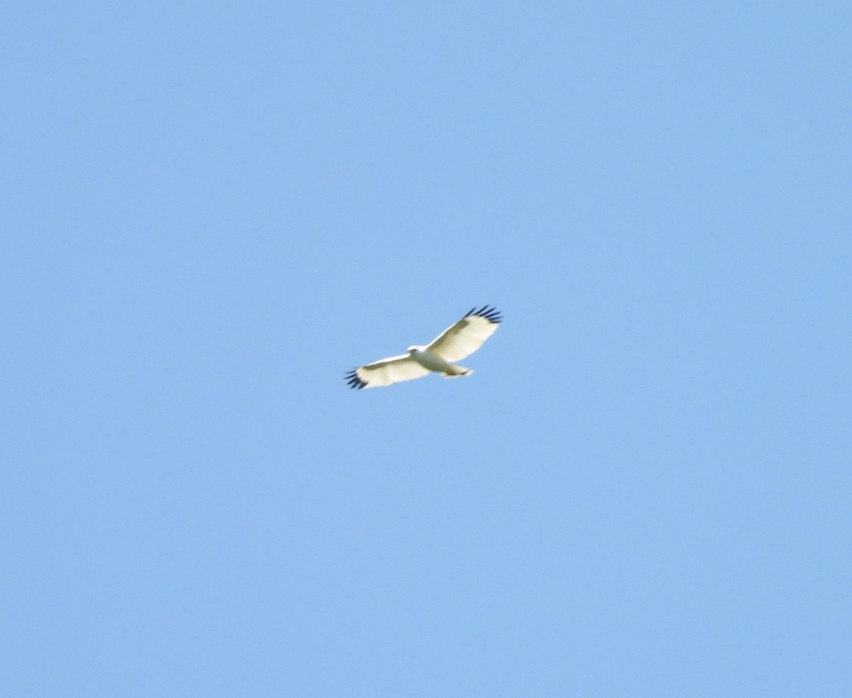 White Hawk (Snowy) - ML632431373