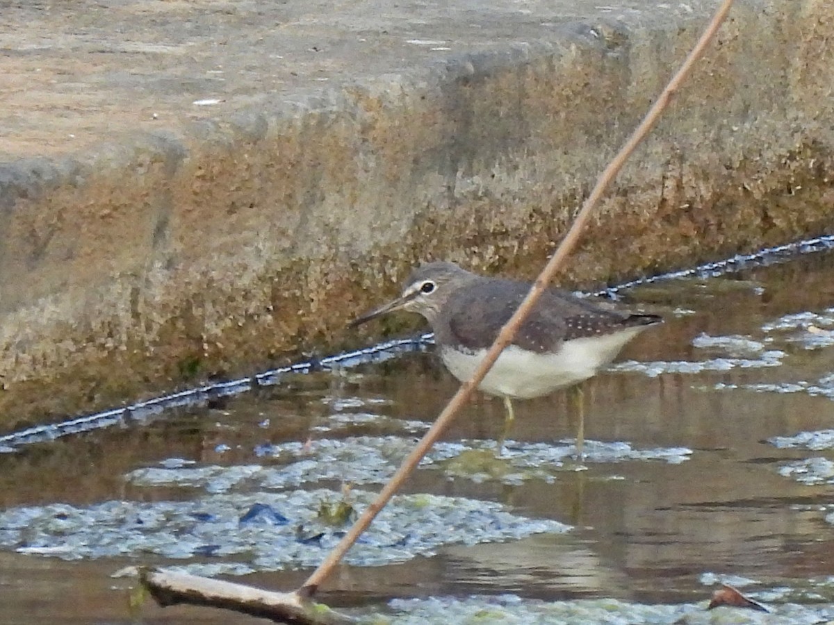 Green Sandpiper - ML632431643