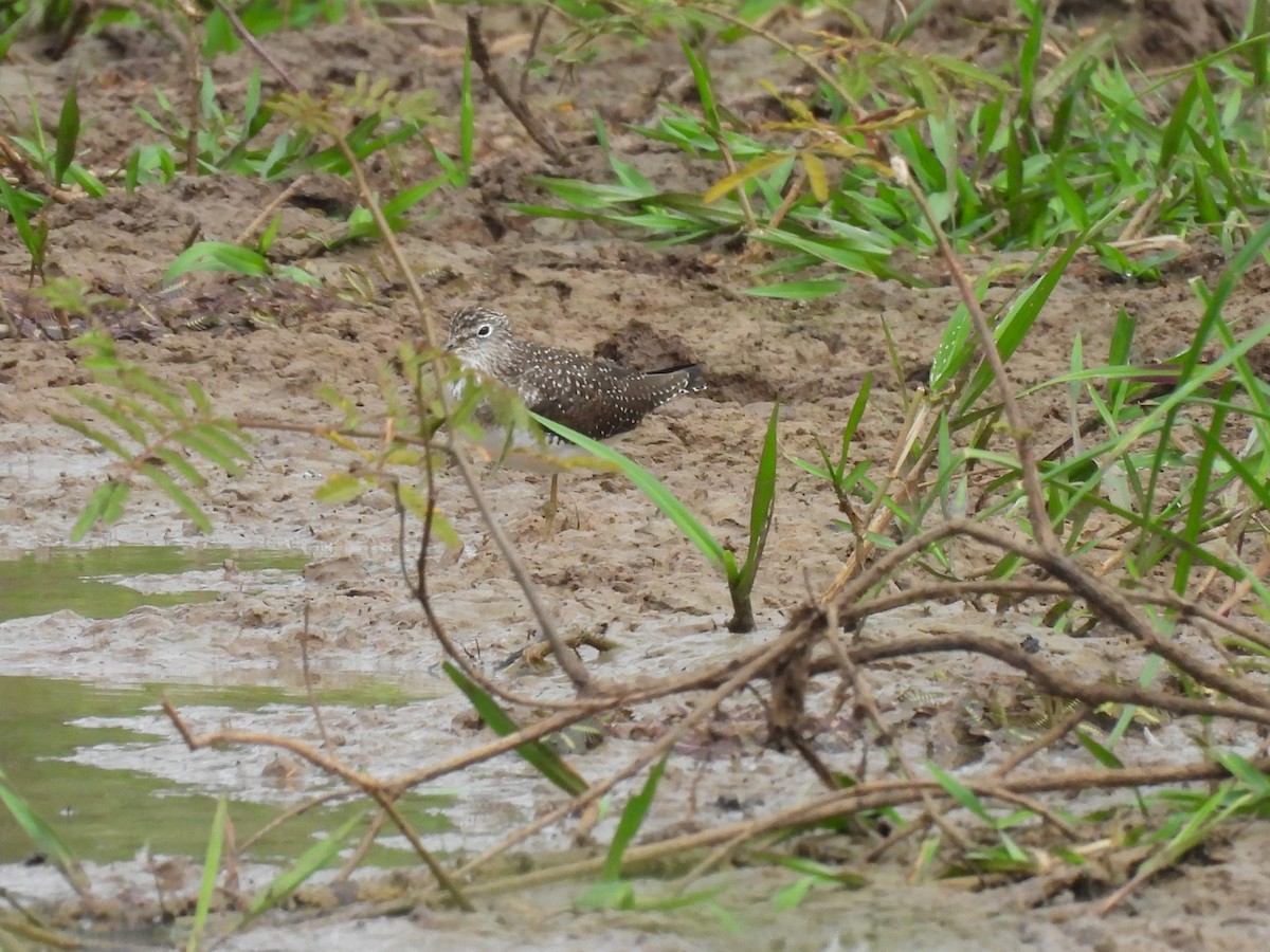 Solitary Sandpiper - ML632431769
