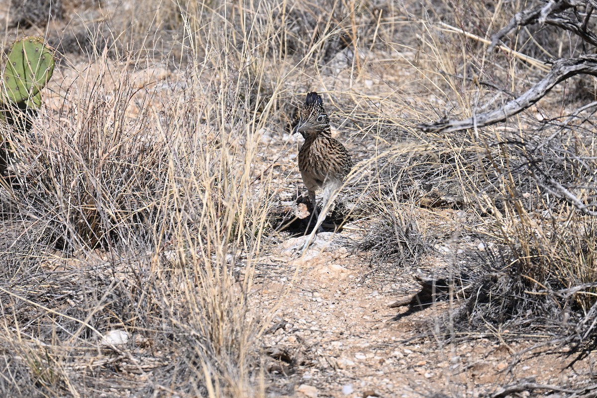 Greater Roadrunner - ML632431845