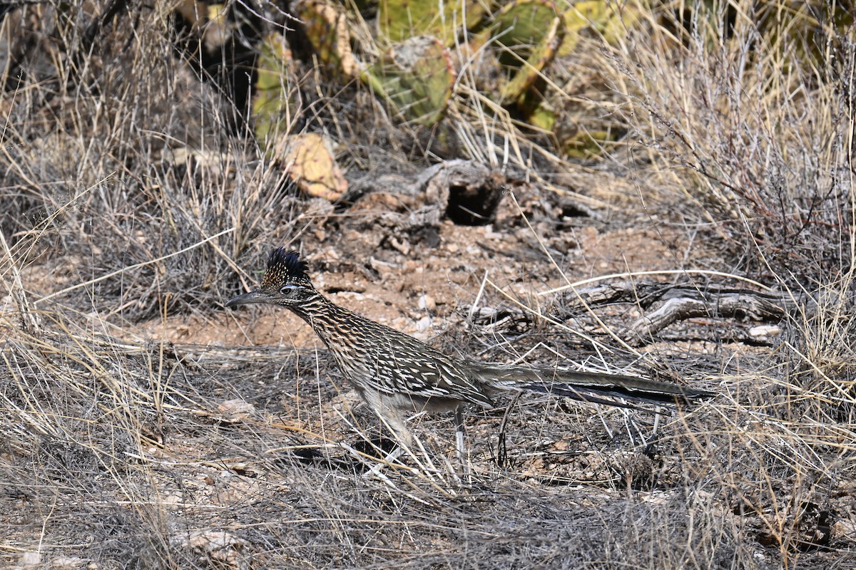 Greater Roadrunner - ML632431846