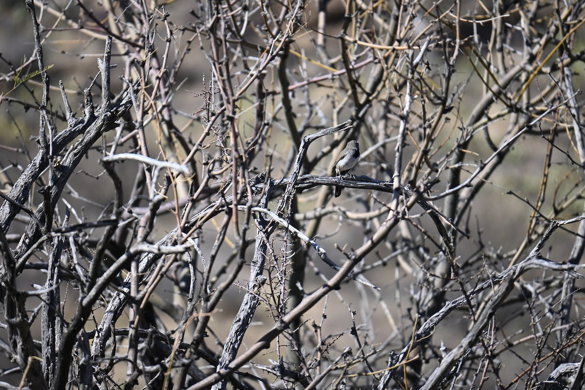 Black-throated Sparrow - ML632431858
