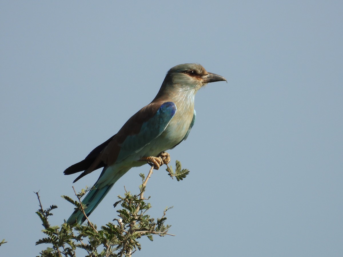 European Roller - ML632431961