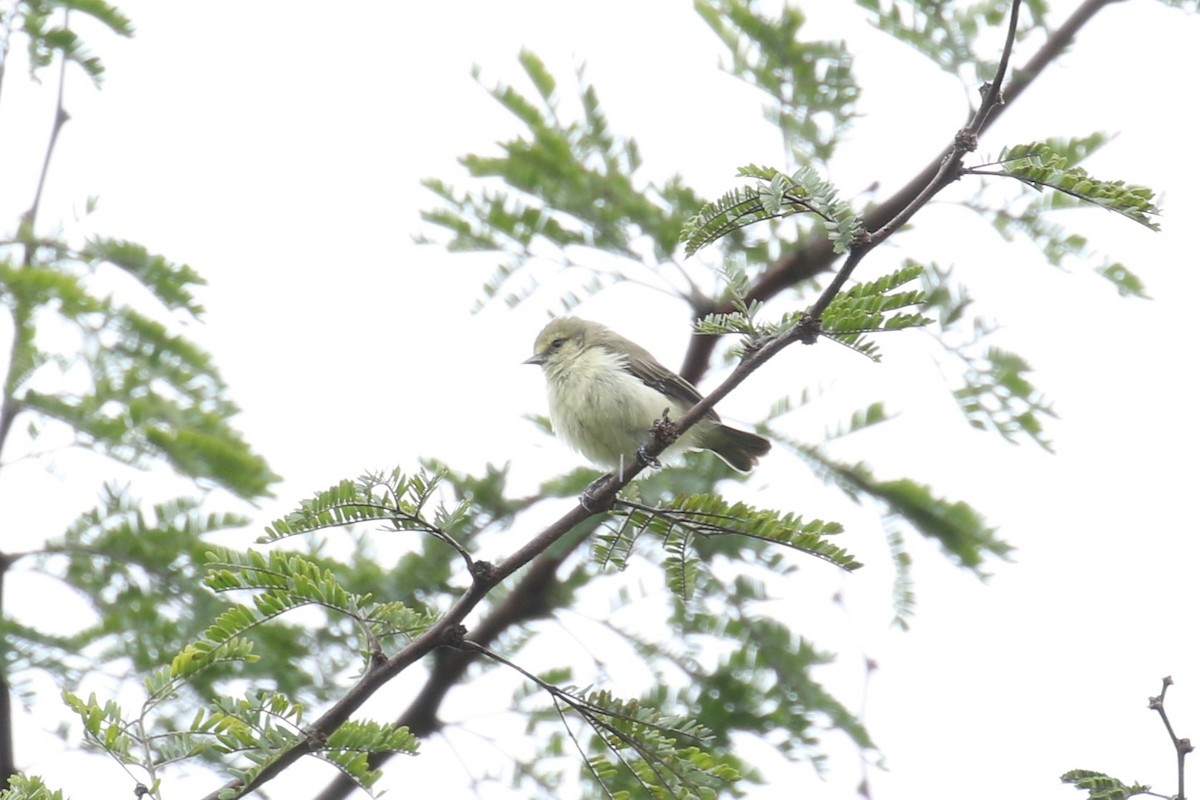 African Penduline-Tit - ML632431999
