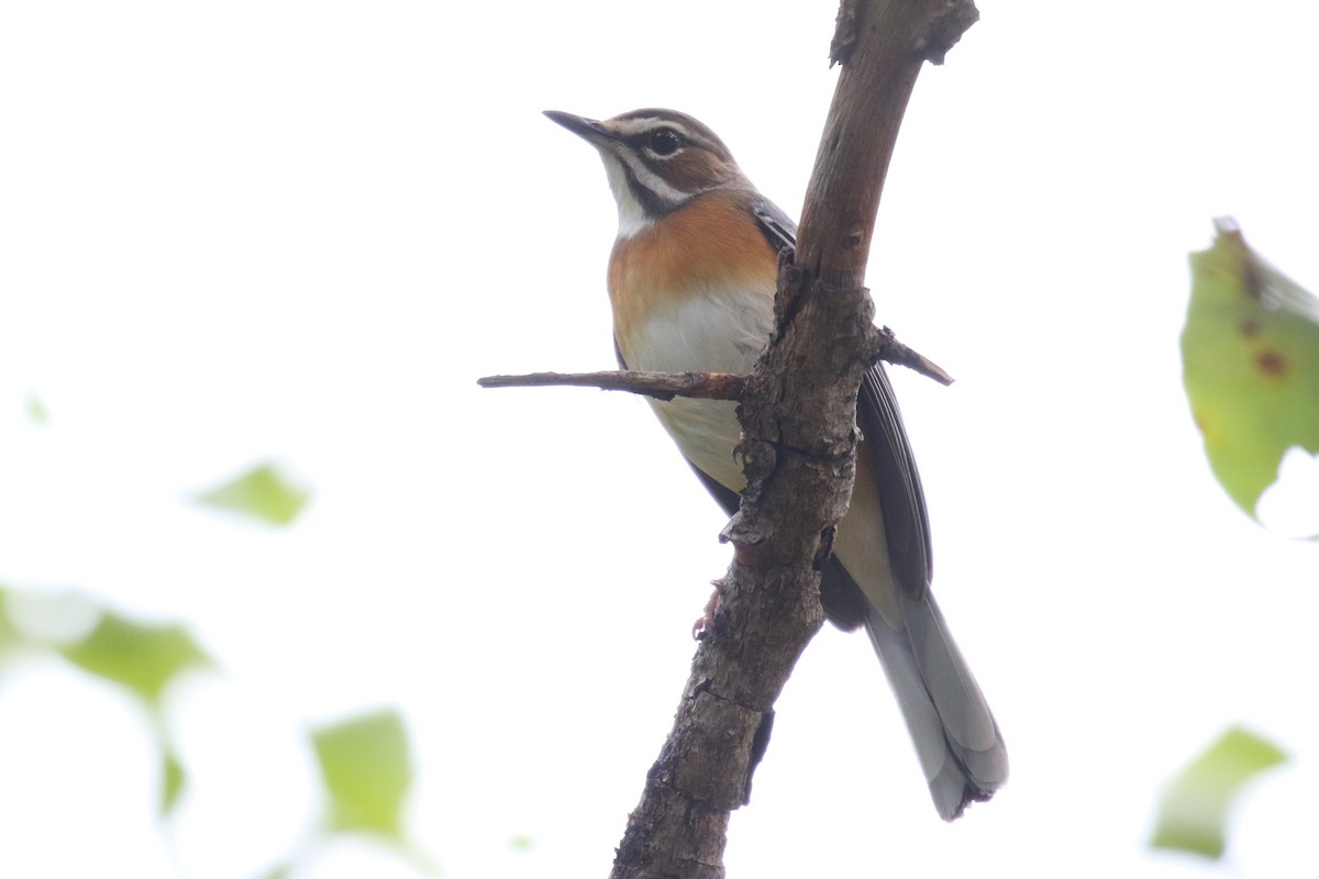 Miombo Scrub-Robin - ML632432037