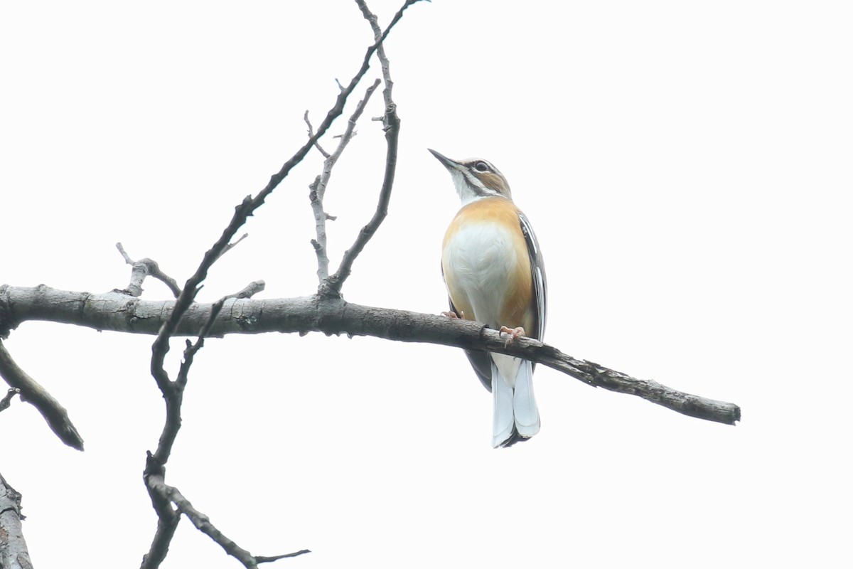 Miombo Scrub-Robin - ML632432038