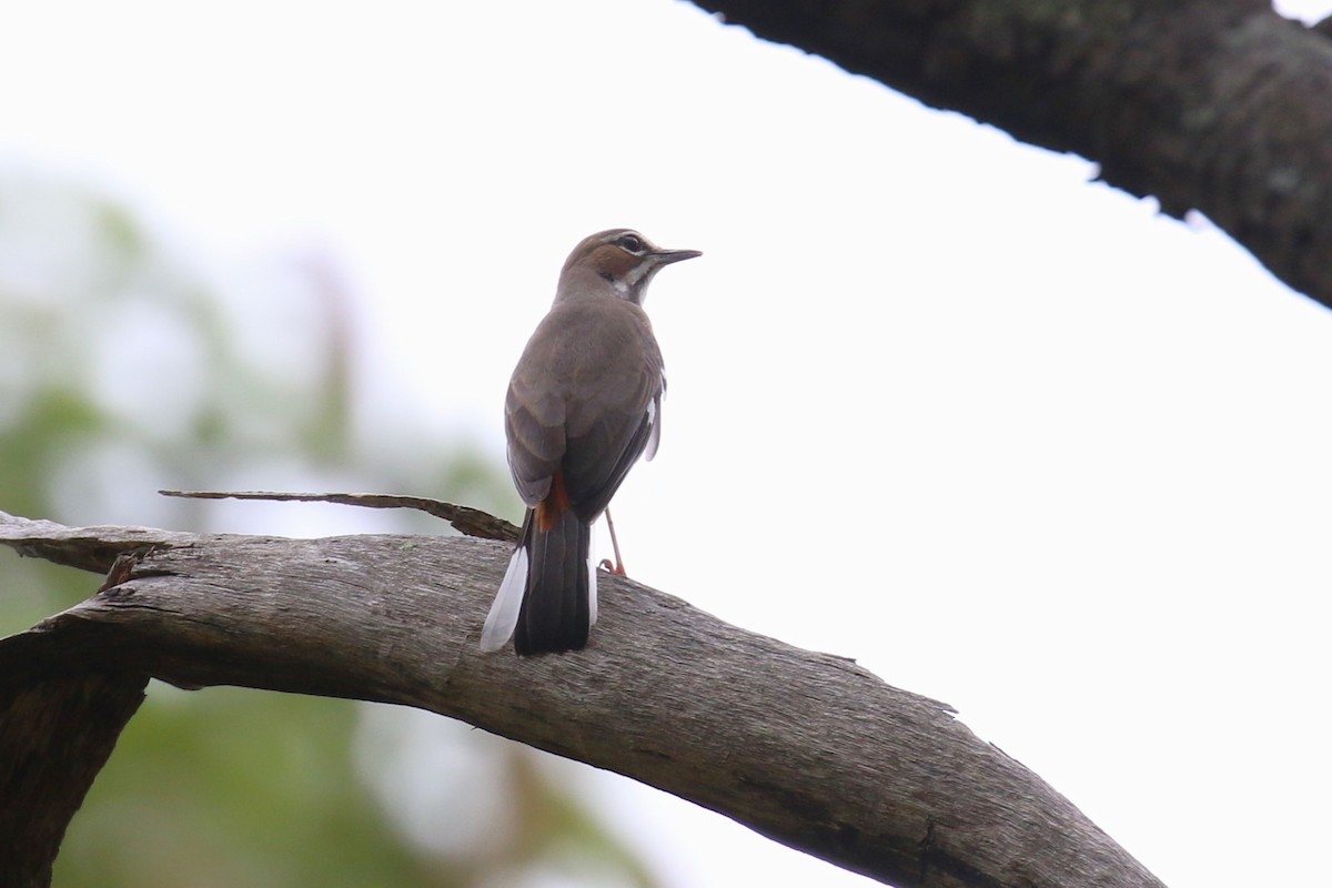 Miombo Scrub-Robin - ML632432039
