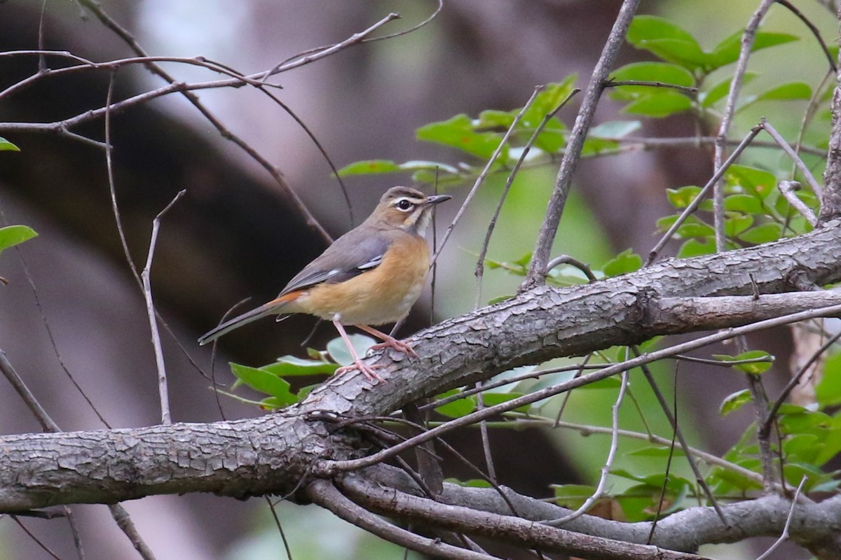 Miombo Scrub-Robin - ML632432040